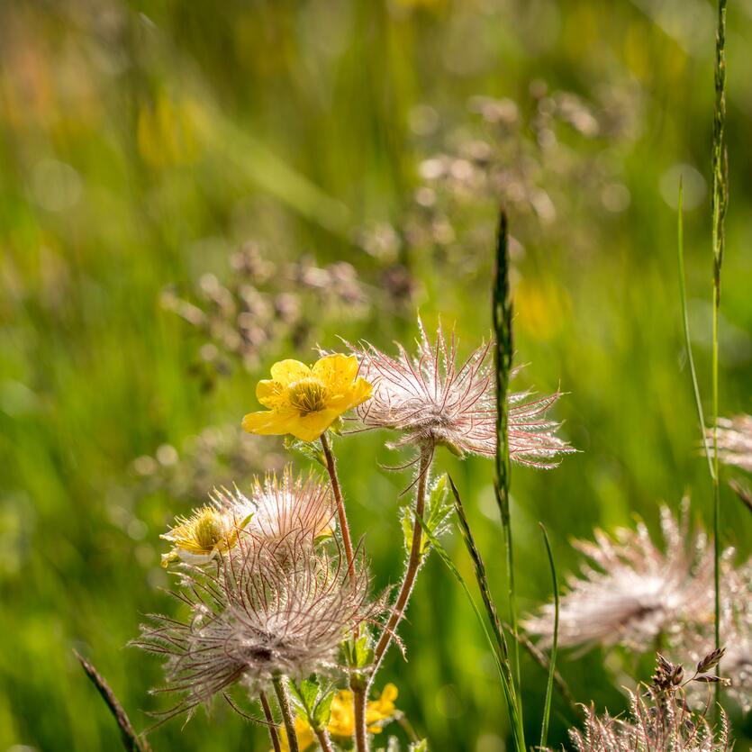 Enjoy nature in your summer holiday in Obergurgl | © Scheiber Sport